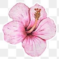 Hibiscus flower watercolor style sticker overlay with white border