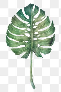 Green monstera leaf watercolor style overlay