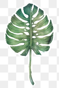 Green monstera leaf watercolor style sticker overlay with white border