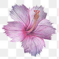 Hibiscus flower watercolor style overlay