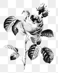 Black and white rose drawing style overlay