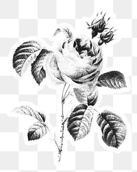 Black and white rose drawing style sticker overlay with white border