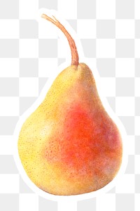 Hand drawn pear acrylic style sticker overlay with a white border