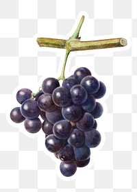 Bunch of purple grapes on a twig acrylic style sticker overlay with a white border 