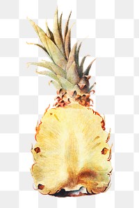 Hand drawn pineapple acrylic style sticker overlay