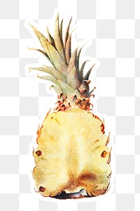 Hand drawn pineapple acrylic style sticker overlay with a white border