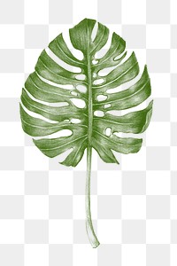 Green hand colored monstera leaf overlay