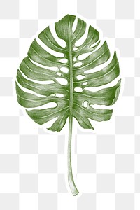 Green hand colored monstera leaf sticker overlay with white border