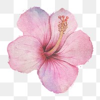 Hand drawn pink hibiscus flower watercolor style  design element