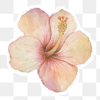 Hand drawn beige hibiscus flower watercolor style sticker with white border