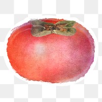 Hand drawn persimmon sticker overlay with a white border in watercolor style 