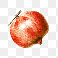 Hand drawn pomegranate sticker overlay