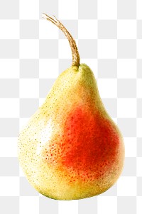 Hand drawn pear sticker design element