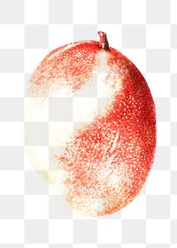 Hand colored red mango fruit design element