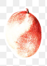 Hand colored red mango fruit sticker with white border