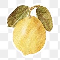 Hand drawn yellow lemon fruit brushstroke style sticker with a white border