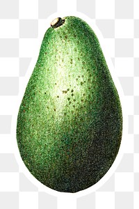 Hand colored avocado fruit sticker with a white border