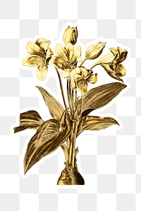 Gold Crinum giganteum sticker with a white border
