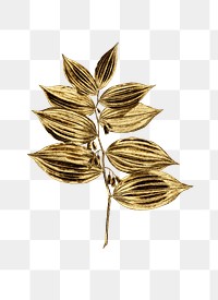 Gold king solomon's seal sticker design element