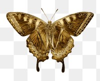 Gold butterfly sticker  design element
