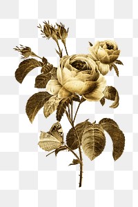 Gold rose flower sticker design element
