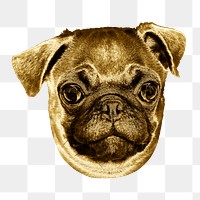 Gold pug puppy sticker design element