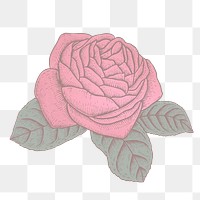 Red rose flower sticker overlay design element 