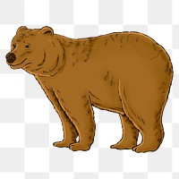 Hand drawn grizzly design element