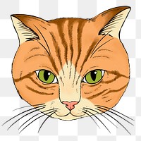 Hand drawn orange cat design element