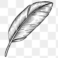 Hand drawn feather design element