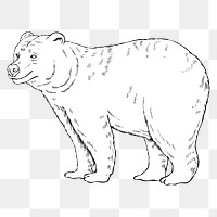 Hand drawn grizzly design element