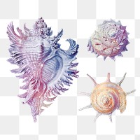 Vintage colorful seashell design element