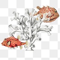 Marine life wtih coral reef design element