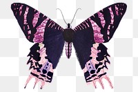Pink Madagascan Sunset Moth design element