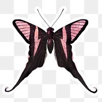 Pink butterfly with a white border sticker
