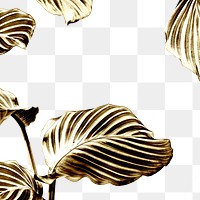 Shiny golden calathea leaves background 
