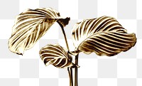 Shiny golden calathea leaves design element  