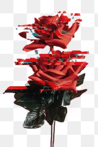 Red rose with glitch effect design resource 
