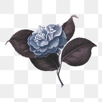 Hand drawn camellia flower design element