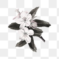 Hand drawn crabapple flower design element