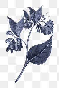 Hand drawn prickly comfrey flower in a blue tone design element