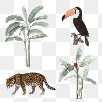 Hand drawn wildlife and banana tree design element set 