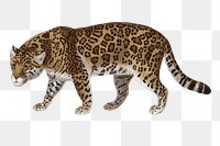 Hand drawn jaguar design element