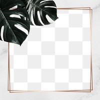 Tropical monstera png leafy frame 