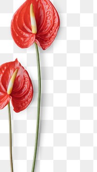 Flamingo flower on a white background design resource design element 