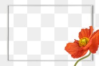 Closeup of red poppy flower frame design element