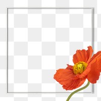Closeup of red poppy flower frame design element