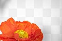 Closeup of red poppy flower design element
