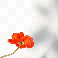 Closeup of red poppy flower design element
