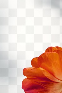 Closeup of red poppy flower petals design element